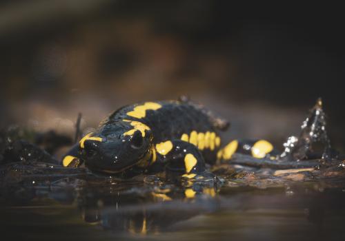Salamandre tâchetée