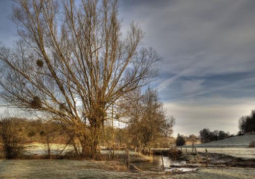 arbre franck fouquet