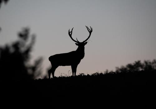 Cerf dans la nuit