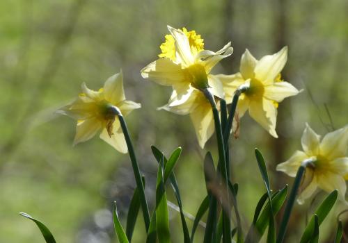 Jonquilles