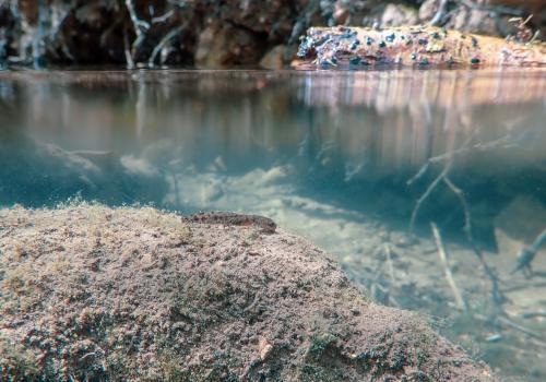 Larve de salamandre Benjamin Pawlica