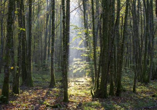 Photo nature de la réserve intégrale