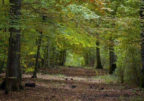 forêt