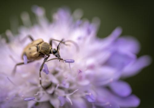 insecte