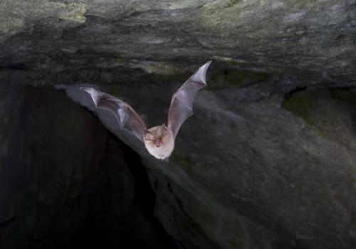 chauve-souris