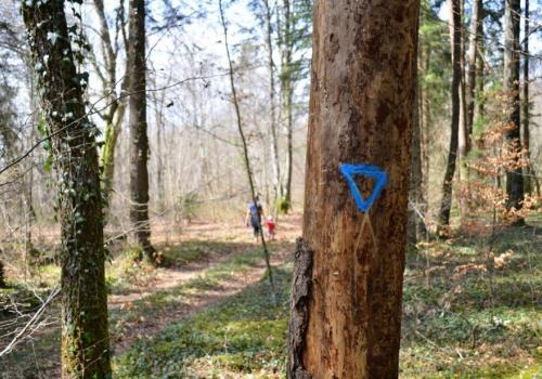 Arbre bio