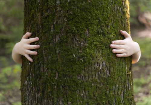 enfant arbre