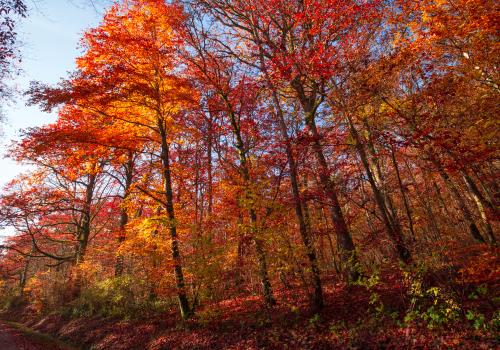 automne