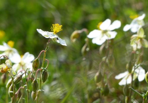 Hélianthème des Apennins