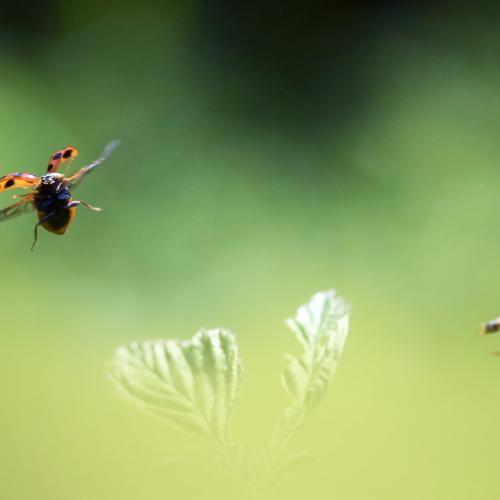 Coccinelles