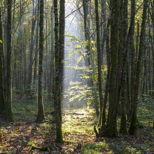 Photo nature de la réserve intégrale