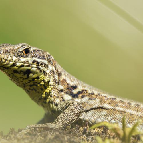 Lézard