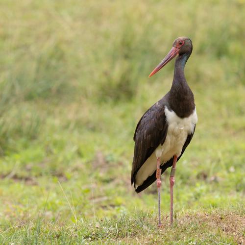 cigogne_noire_divona_haute_marne_pellerin_1530.jpg