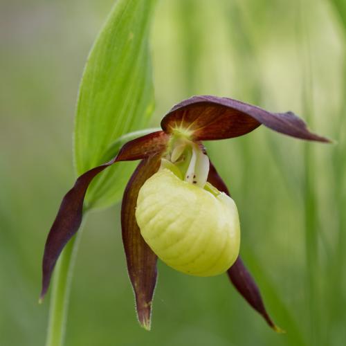 sabot_de_venus_6.jpg_colivier_pellerin.jpg