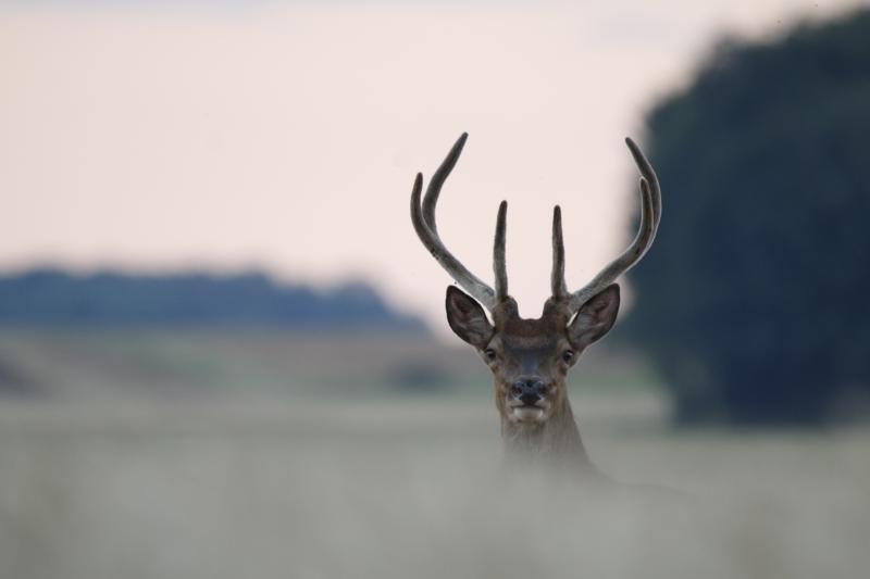 Cerf au crépuscule