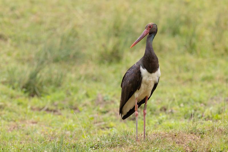 cigogne noire divona