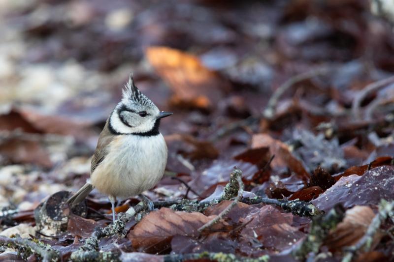 Mésange huppée