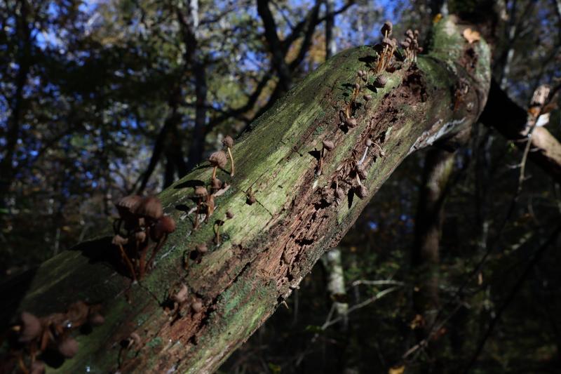 Fonge sur bois mort