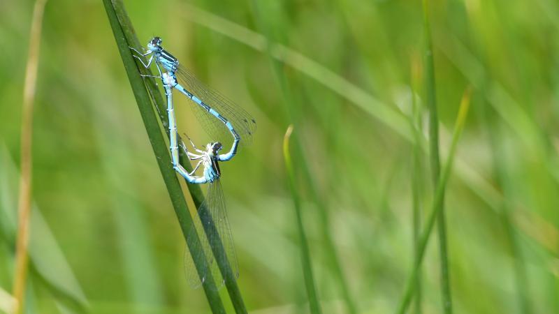 Photo : Romaric Leconte / Agrion de Mercure