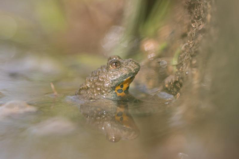 Photo : Olivier Pellerin / Sonneur à ventre jaune