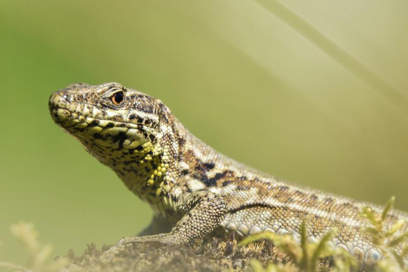 Lézard