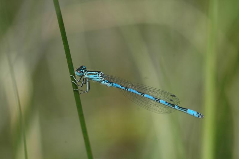 Agrion de mercure ©Romaric Leconte