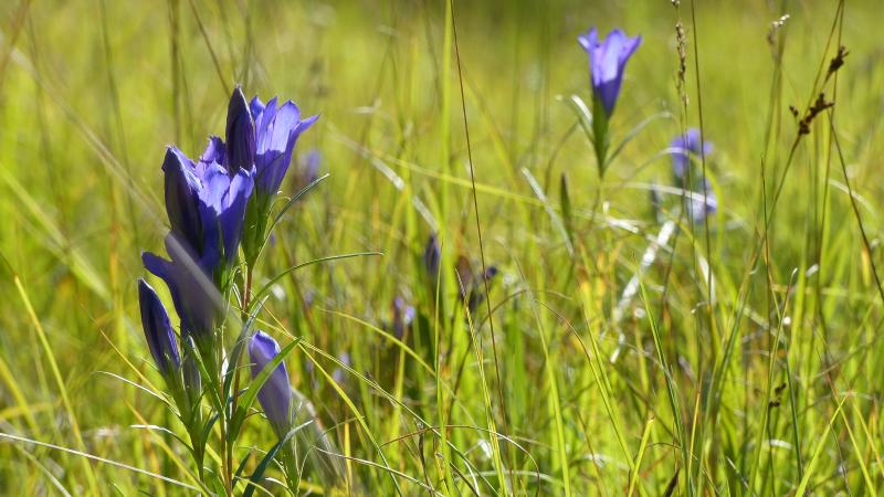 Gentiane pneumonanthe ©Romaric Leconte