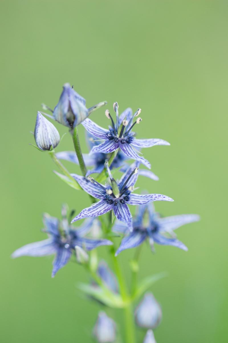 Swertie pérenne ©Colin Pellerin