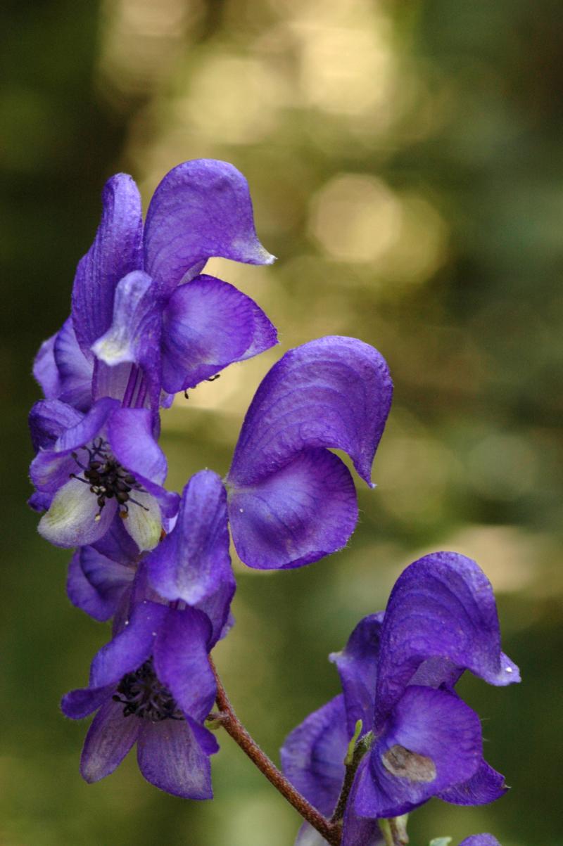 Aconit napel ou Casque de Jupiter © Romaric Leconte