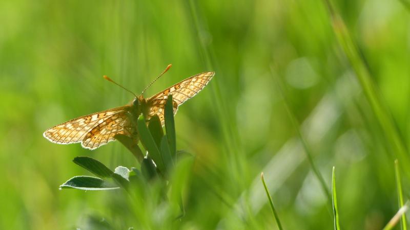 Damier de la Succise_Euphydryas aurinia © Romaric Leconte