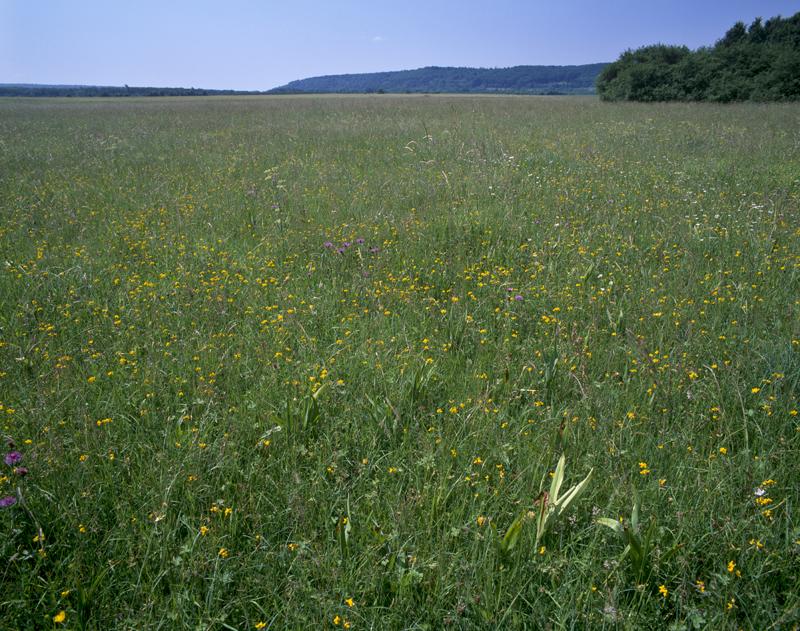 F.Schwaab - Prairie maigre de fauche
