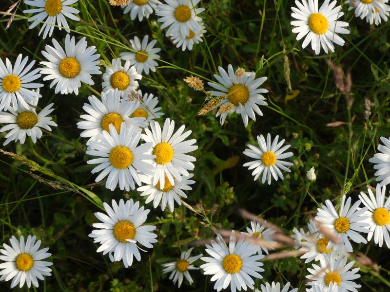fleurs