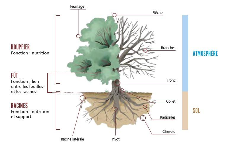 schéma arbre