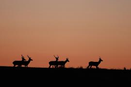 Cerfs au crépuscule