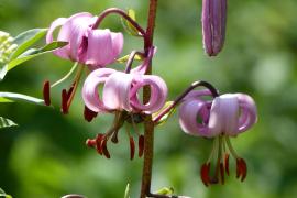 Lys martagon
