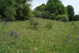 Photo : Guillaume Billod - MNHN, CBN BP / Pelouse sèche - Saint-Loup-sur-Aujon