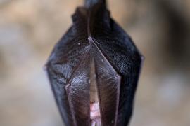 Photo : Benjamin Pawlica / Petit rhinolophe