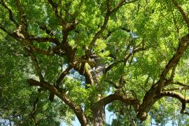 Photo : Rozenn Krebel