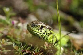 Romaric Leconte / Lézard des souches
