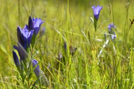 Gentiane pneumonanthe ©Romaric Leconte
