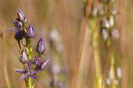 Swertie pérenne ©Romaric Leconte