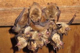 Alexandre Cartier - Murin à oreilles échancrées