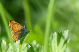 Cuivré des marais_Lycaena dispar © Romaric Leconte