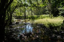 Bourbier_a_Catabrosse_acquatique_&_caricaie_intra_forestiere