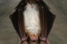 David Aupermann - Grand murin