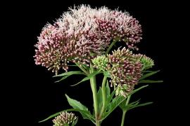 Eupatorium_cannabinum