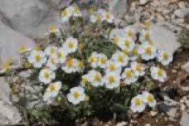 Hélianthème des Apennins