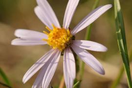 Georges Jousse - Aster amelle