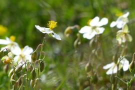 Hélianthème des Apennins