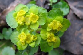 Hugues Tinguy - Dorine à feuilles alternes